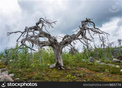 Dry gnarled tree on the mountain Vottovaara, Karelia, Russia.