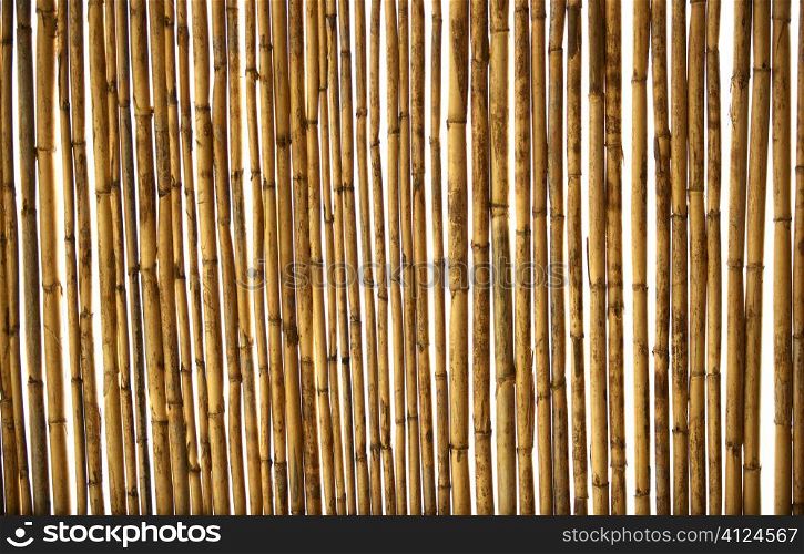 Dry golden dry cane texture background