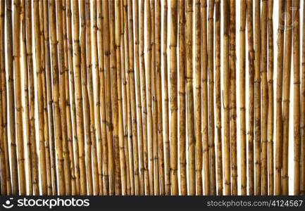 Dry golden dry cane texture background