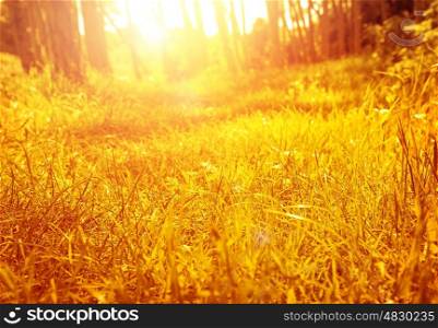 Dry golden grass in autumnal park, fall nature, sunny day, bright sunset light, beautiful landscape, autumn season concept