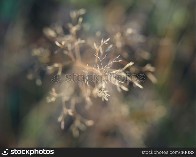 dry grass