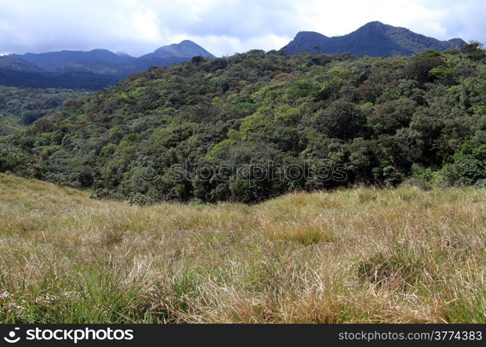 Dry grass and forest in Horton plains national park, Sri Lanka