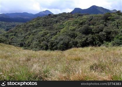 Dry grass and forest in Horton plains national park, Sri Lanka