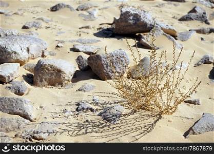 Dry grass and sand dune in desert