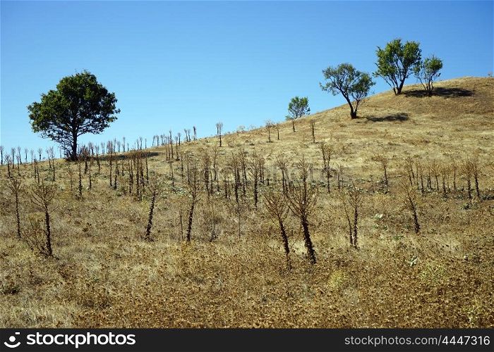 Dry grass and trees on the hill