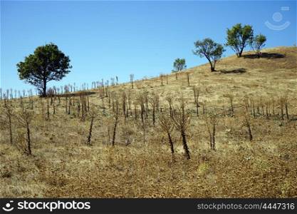 Dry grass and trees on the hill