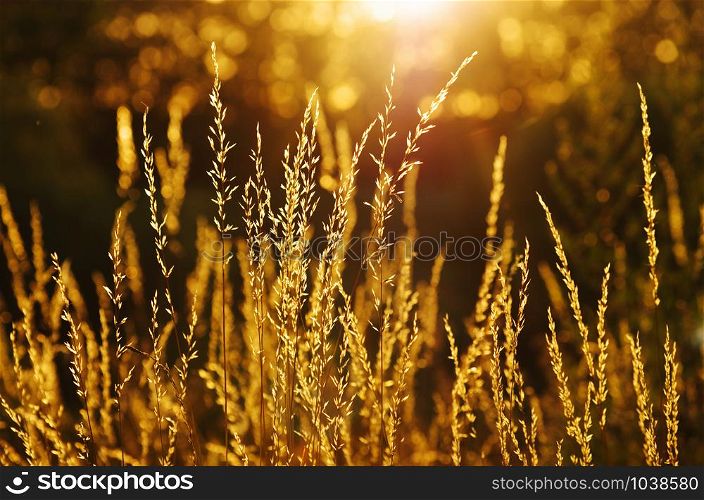 dry grass at sunset on a warm summer evening