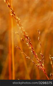 Dry grass close-up over blurred background