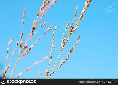 DRY GRASS DRIFTING OVER BLUE SKY