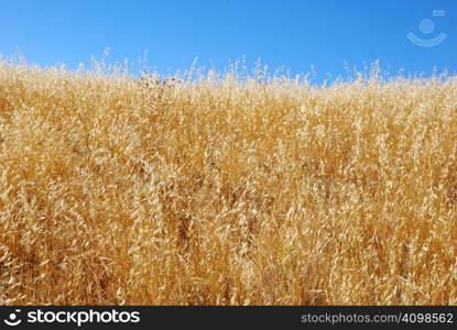 Dry grass field shown against blue sky