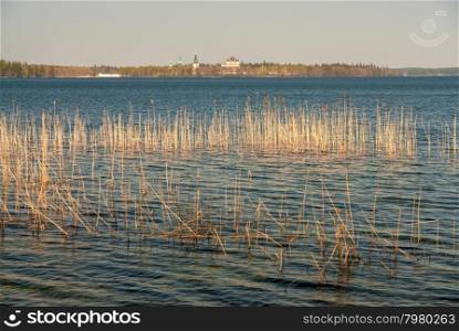Dry grass growing in a lake far from the shore