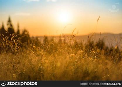 Dry grass on a field at sunset in the mountains with big shining sun. Sunset in the mountains