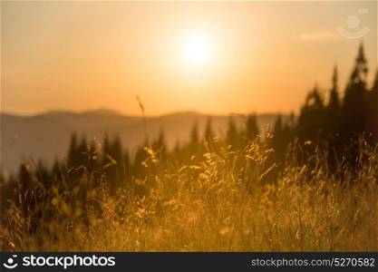 Dry grass on a field at sunset in the mountainst with big shining sun