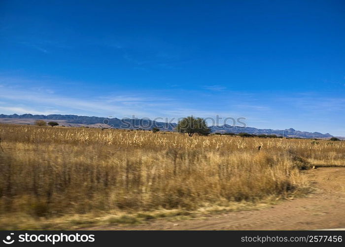 Dry grass on a landscape, Sombrerete, Zacatecas State, Mexico