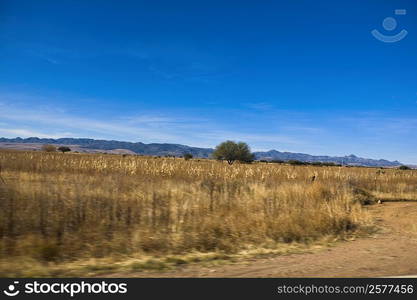 Dry grass on a landscape, Sombrerete, Zacatecas State, Mexico