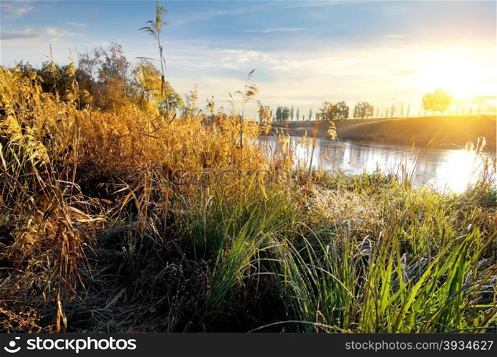 Dry grass on autumn river at sunrise
