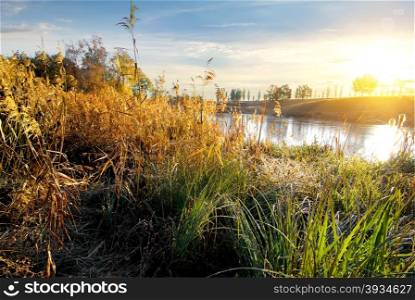 Dry grass on autumn river at sunrise