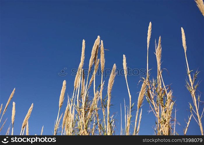 Dry grass on blue sky background. copy space. selective focus.. Dry grass on blue sky background. copy space. selective focus