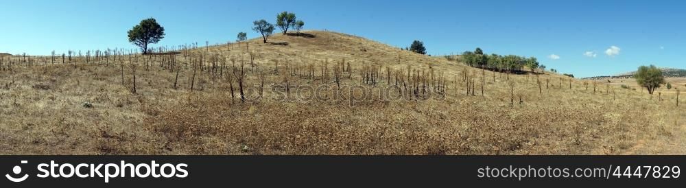 Dry grass on the farmland in Turkey
