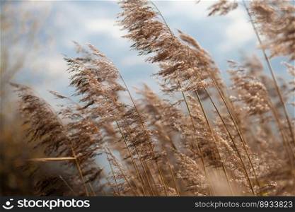 dry grass reeds in the wind