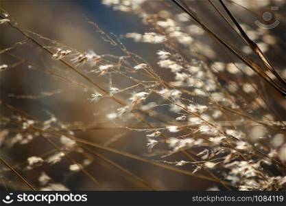 Dry grass tilted by the wind