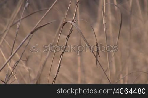 dry grass waves