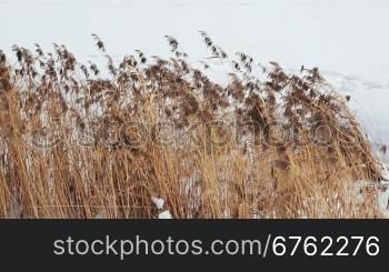 dry grass, winter