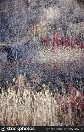 Dry grasses and bare trees in winter forest. Natural background of dry grasses and bare trees in brown winter woodland with subdued colors