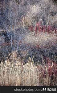 Dry grasses and bare trees in winter forest. Natural background of dry grasses and bare trees in brown winter woodland with subdued colors