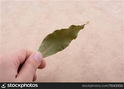 Dry green leaf in hand on a brown background