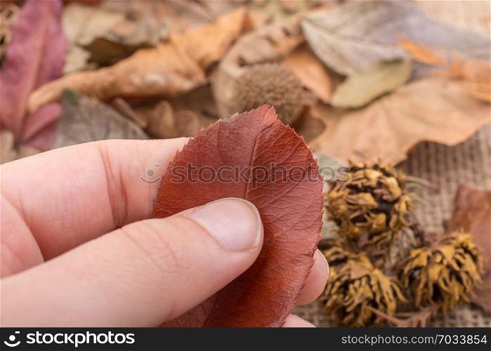 Dry green leaf is held in hand