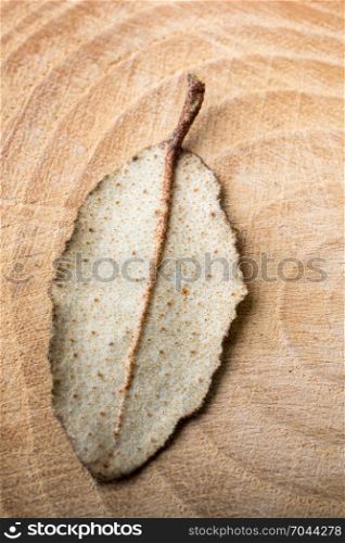 Dry green leaf on a a piece of wood on canvas