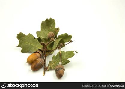 Dry green oak leaves and three acorns in a natural autumn composition isolated on a white background. Horizontal view.