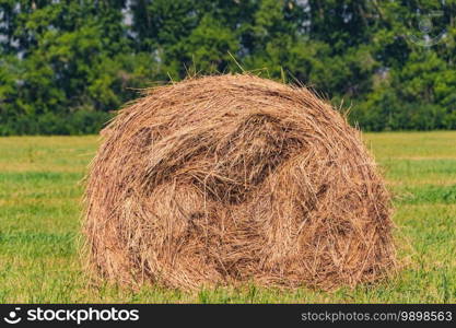 Dry hay bales after harvesting on agricultural field