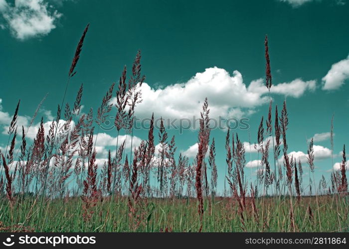 dry herb not summer field