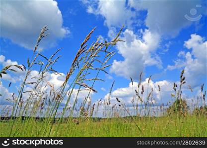 dry herb on green field