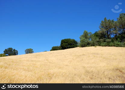 Dry Hill with Green BUshes SHown Against Blue Sky