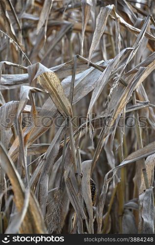 Dry indian corn field
