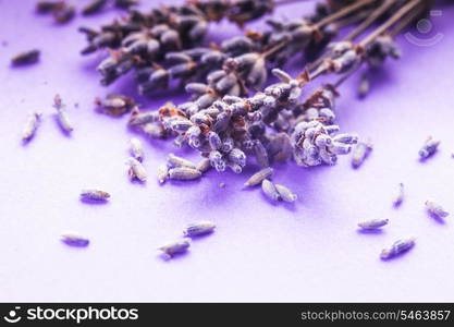 Dry lavender bunch and seeds close up