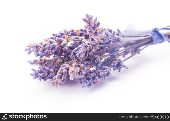 Dry lavender bunch isolated on white background