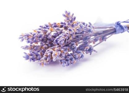 Dry lavender bunch isolated on white background