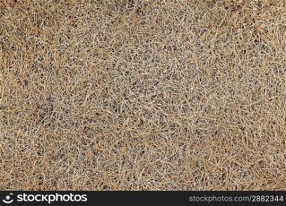 Dry lawn grass as a natural background
