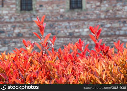 Dry leaf as an Autumn background. Dry tree leaf as an Autumn background