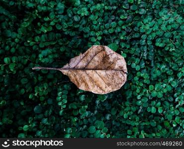 Dry leaf brown colour on fresh green lawn background - Natural season change concept