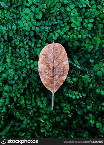 Dry leaf brown colour on fresh green lawn background - Natural season change concept