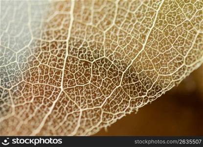 Dry leaf, close-up