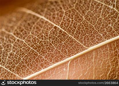 Dry leaf, close-up