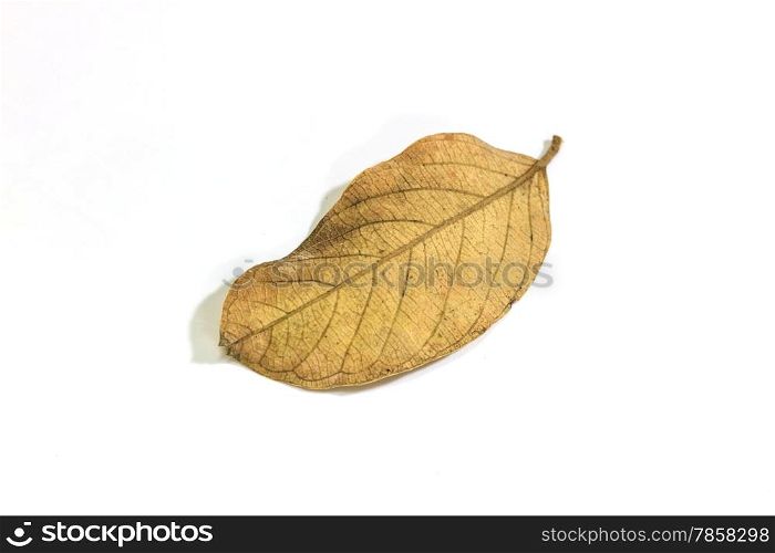 dry leaf close up on the white background