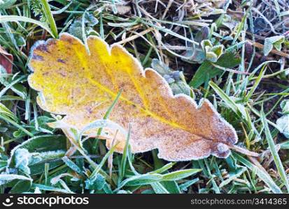 Dry leaf of oak with first autumn hoarfrost on green grass (macro)