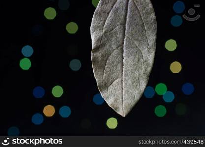 Dry leaf on a bokeh lighton a dark background